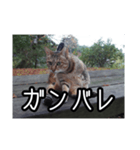 ネコの一言 © maa（個別スタンプ：6）