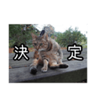 ネコの一言 © maa（個別スタンプ：7）