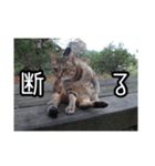 ネコの一言 © maa（個別スタンプ：8）