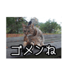 ネコの一言 © maa（個別スタンプ：9）