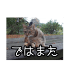 ネコの一言 © maa（個別スタンプ：16）