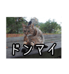 ネコの一言 © maa（個別スタンプ：17）