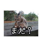 ネコの一言 © maa（個別スタンプ：24）