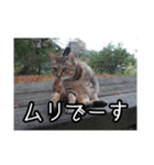 ネコの一言 © maa（個別スタンプ：26）