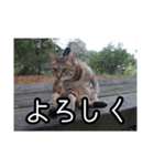 ネコの一言 © maa（個別スタンプ：29）