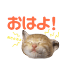 くくみみここのねこ（個別スタンプ：1）