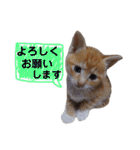 くくみみここのねこ（個別スタンプ：22）