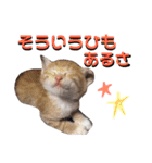 くくみみここのねこ（個別スタンプ：24）