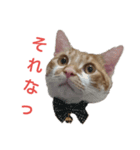 猫のとうふ（個別スタンプ：2）