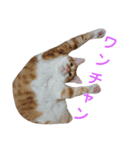 猫のとうふ（個別スタンプ：3）
