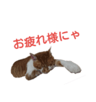 猫のとうふ（個別スタンプ：5）