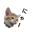 猫のとうふ（個別スタンプ：7）