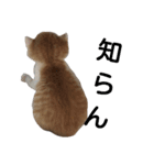 猫のとうふ（個別スタンプ：8）
