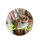 ひこ＆くー 8（個別スタンプ：5）