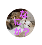 ひこ＆くー 8（個別スタンプ：6）