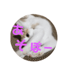 ひこ＆くー 8（個別スタンプ：7）