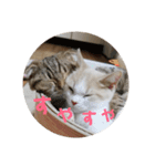 ひこ＆くー 8（個別スタンプ：8）