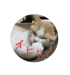 ひこ＆くー 8（個別スタンプ：9）