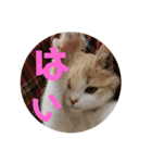 ひこ＆くー 8（個別スタンプ：11）