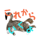 ひこ＆くー 8（個別スタンプ：14）