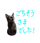 うちのワンニャン達（個別スタンプ：5）