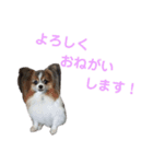 うちのワンニャン達（個別スタンプ：9）