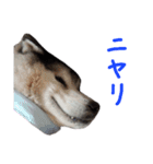 うちのワンニャン達（個別スタンプ：14）