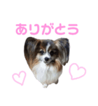うちのワンニャン達（個別スタンプ：15）
