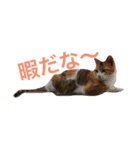 pets character（個別スタンプ：8）