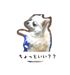 ちーさんのすきなもの（個別スタンプ：15）