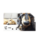 ちーさんのすきなもの（個別スタンプ：16）