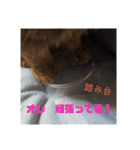 ワッツマンのスタンプ③（個別スタンプ：21）