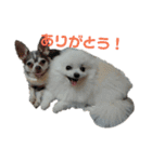 チワワとポメラニアン その①（個別スタンプ：3）