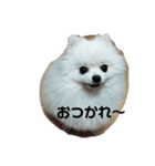 チワワとポメラニアン その①（個別スタンプ：13）
