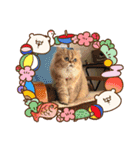 ゆう＆マーブル＆ゆず（個別スタンプ：5）