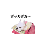 モブ君スタンプ（個別スタンプ：3）