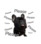 French bulldog ぶーた1（個別スタンプ：1）