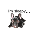 French bulldog ぶーた1（個別スタンプ：4）