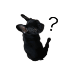 French bulldog ぶーた1（個別スタンプ：5）