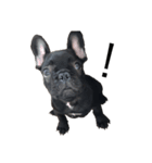 French bulldog ぶーた1（個別スタンプ：6）