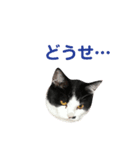 ハチワレにゃんこちゃん（個別スタンプ：6）