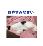ハチワレにゃんこちゃん（個別スタンプ：15）
