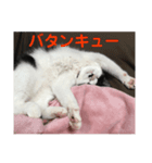 ハチワレにゃんこちゃん（個別スタンプ：16）
