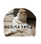 モフモフ3.スコティッシュフォールド。（個別スタンプ：2）
