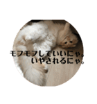 モフモフ3.スコティッシュフォールド。（個別スタンプ：3）