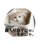 モフモフ3.スコティッシュフォールド。（個別スタンプ：4）