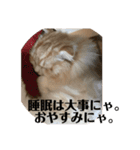 モフモフ3.スコティッシュフォールド。（個別スタンプ：5）