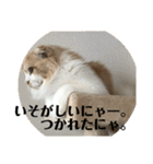 モフモフ3.スコティッシュフォールド。（個別スタンプ：6）