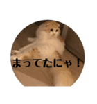 モフモフ3.スコティッシュフォールド。（個別スタンプ：7）