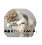 モフモフ3.スコティッシュフォールド。（個別スタンプ：8）